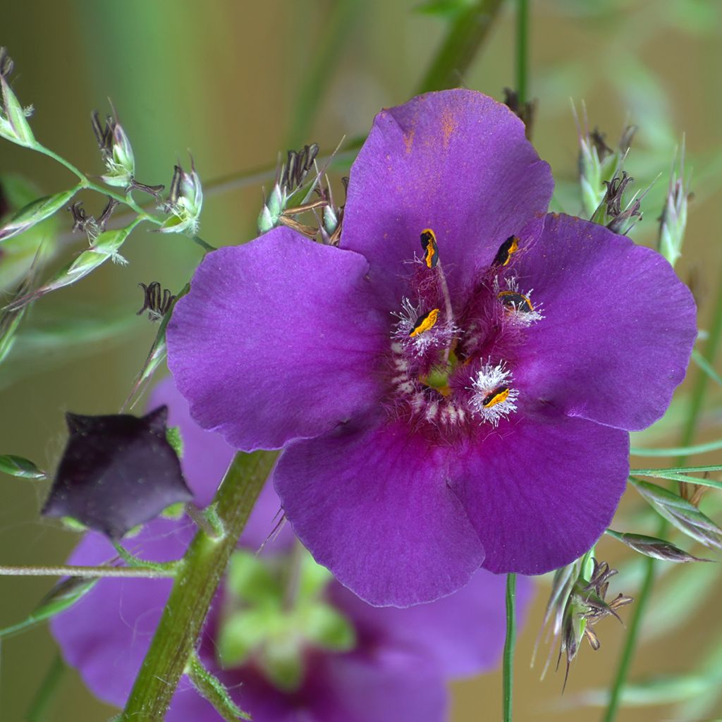 Verbascum phoeniceum Violetta - Mullein