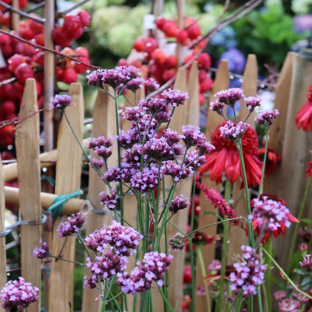 Verbena bonariensis - Purple Top