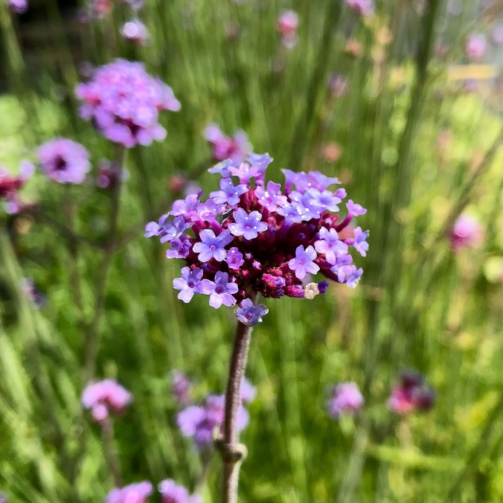 Verbena bonariensis - Purple Top