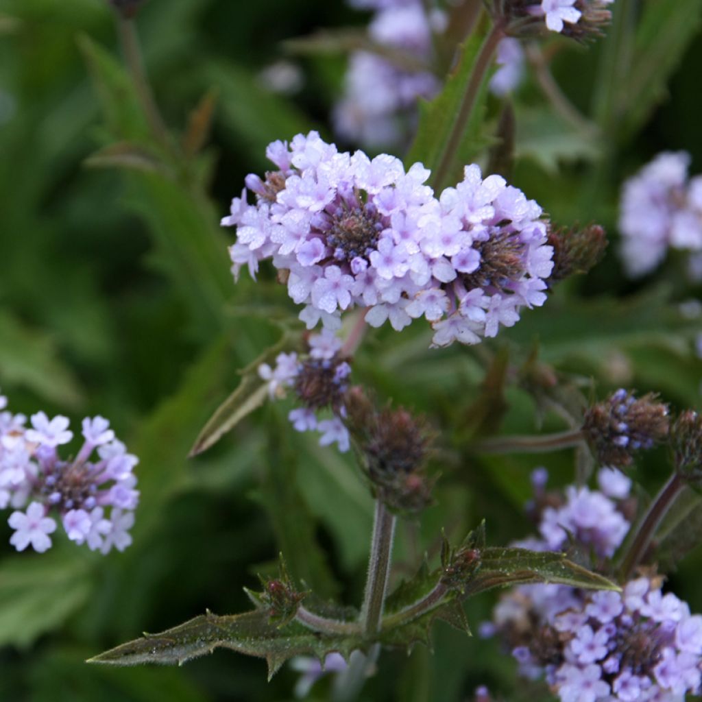 Verbena Polaris