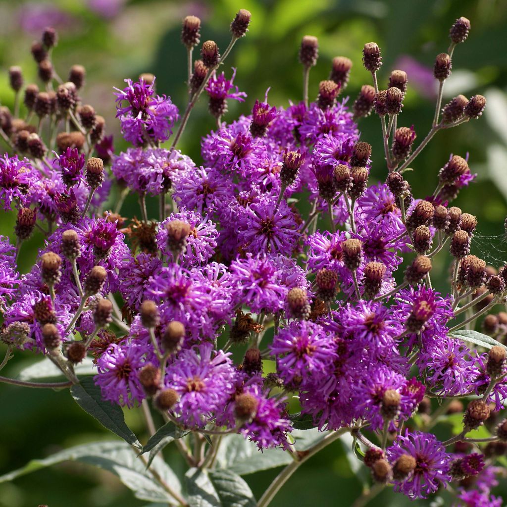 Vernonia baldwinii - Vernone rose violacé