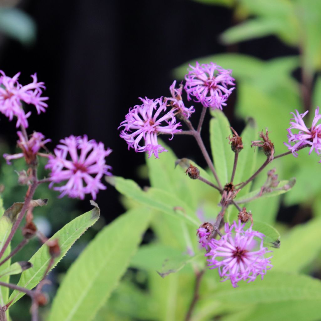 Vernonia missurica - Ironweed