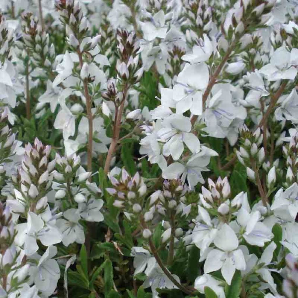 Veronica prostrata Alba