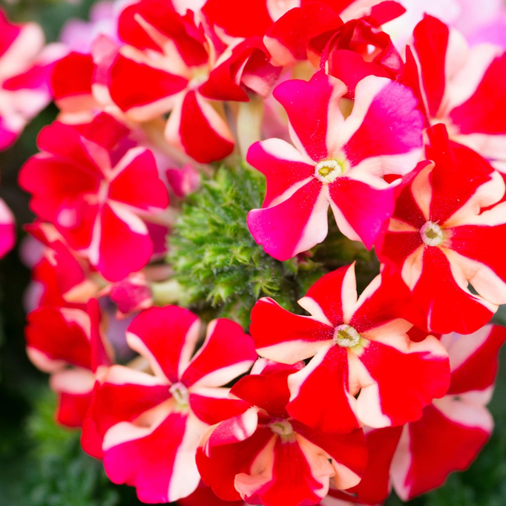 Verbena peruviana Firehouse Peppermint (Red Star)