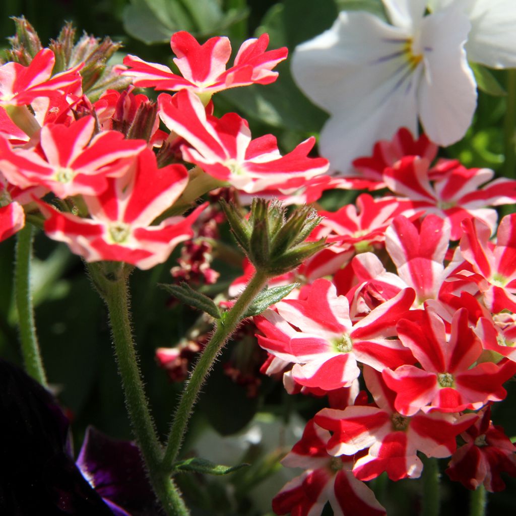 Verbena peruviana Firehouse Peppermint (Red Star)