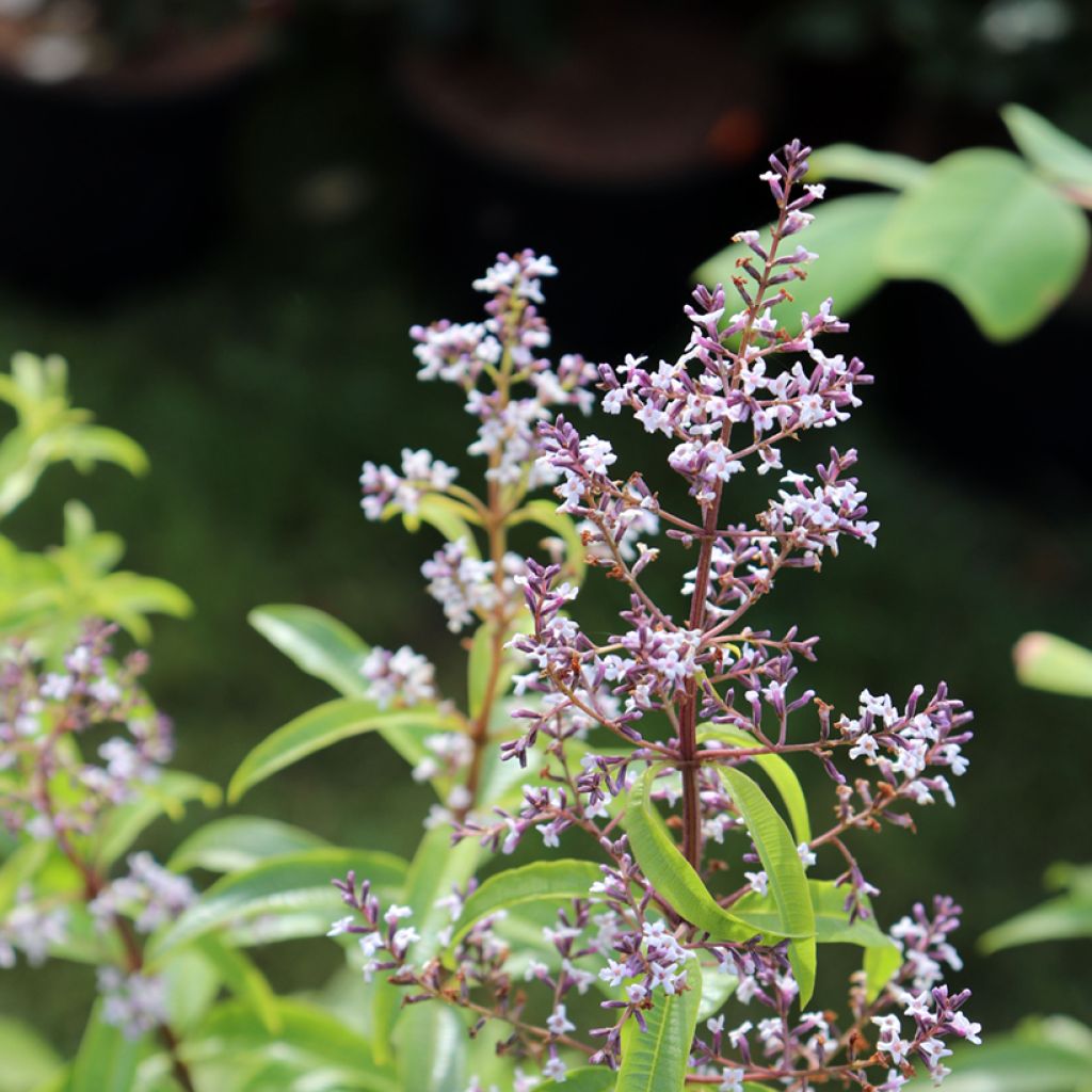 Organic Lemon Verbena - Aloysia citriodora