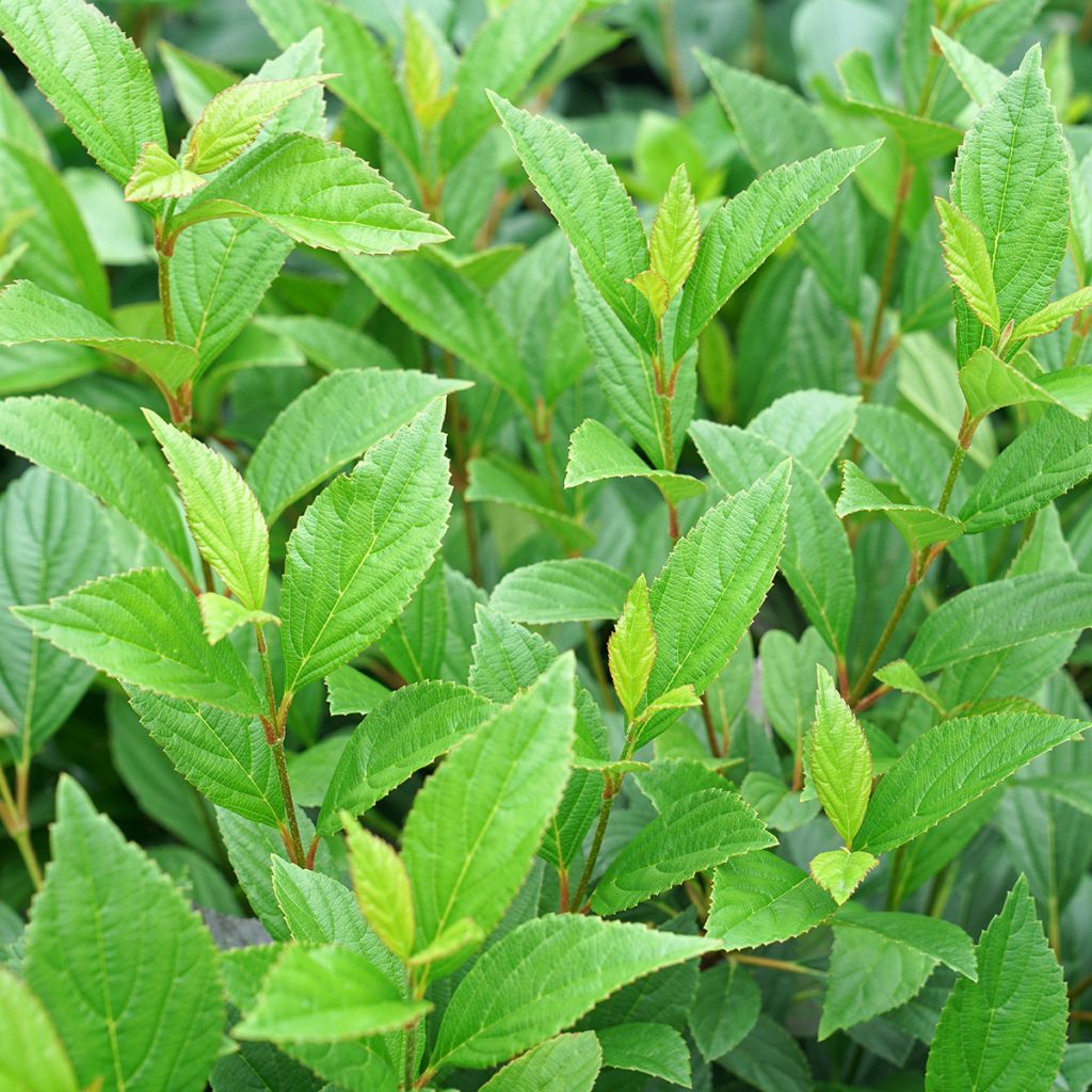 Viburnum Sweet Talker - Bodnantense Viburnum