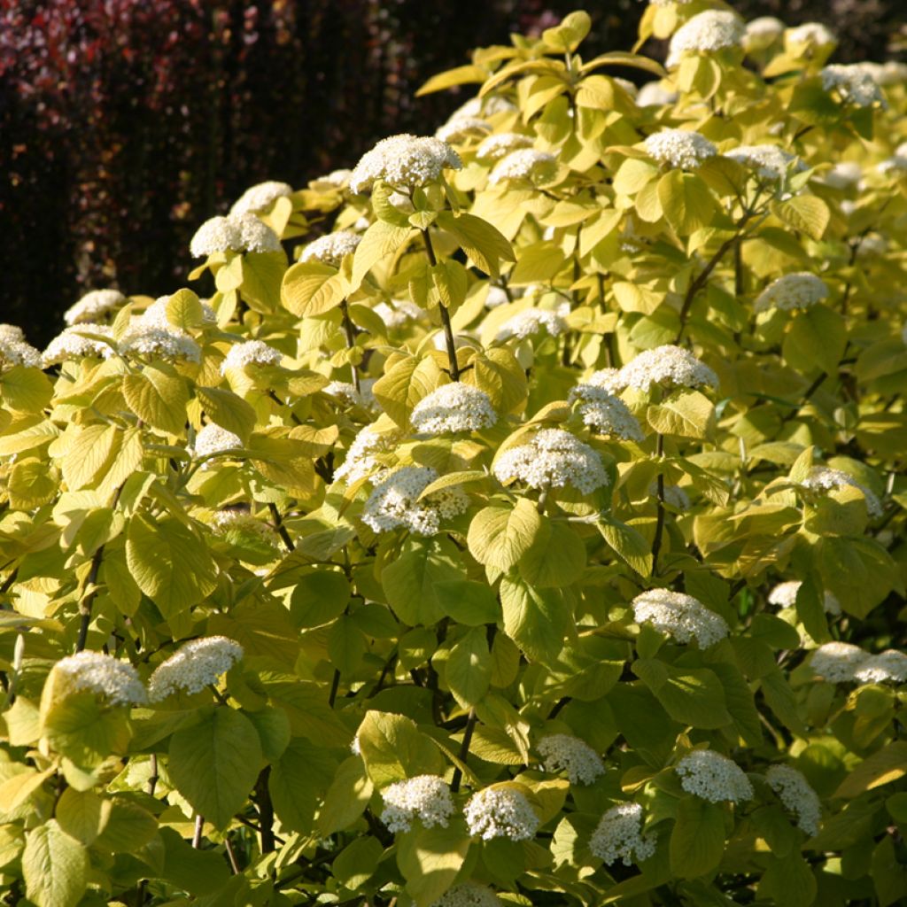 Viburnum lantana Aureum - Wayfaring tree