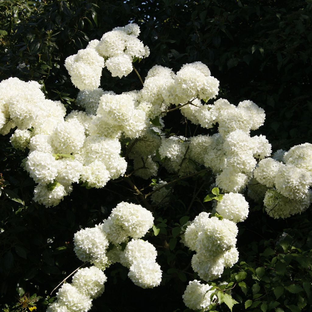 Viburnum macrocephalum  - Chinese Snowball