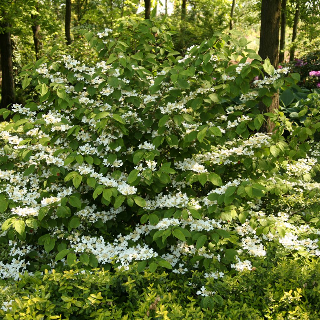 Viburnum plicatum St Keverne - Japanese Snowball