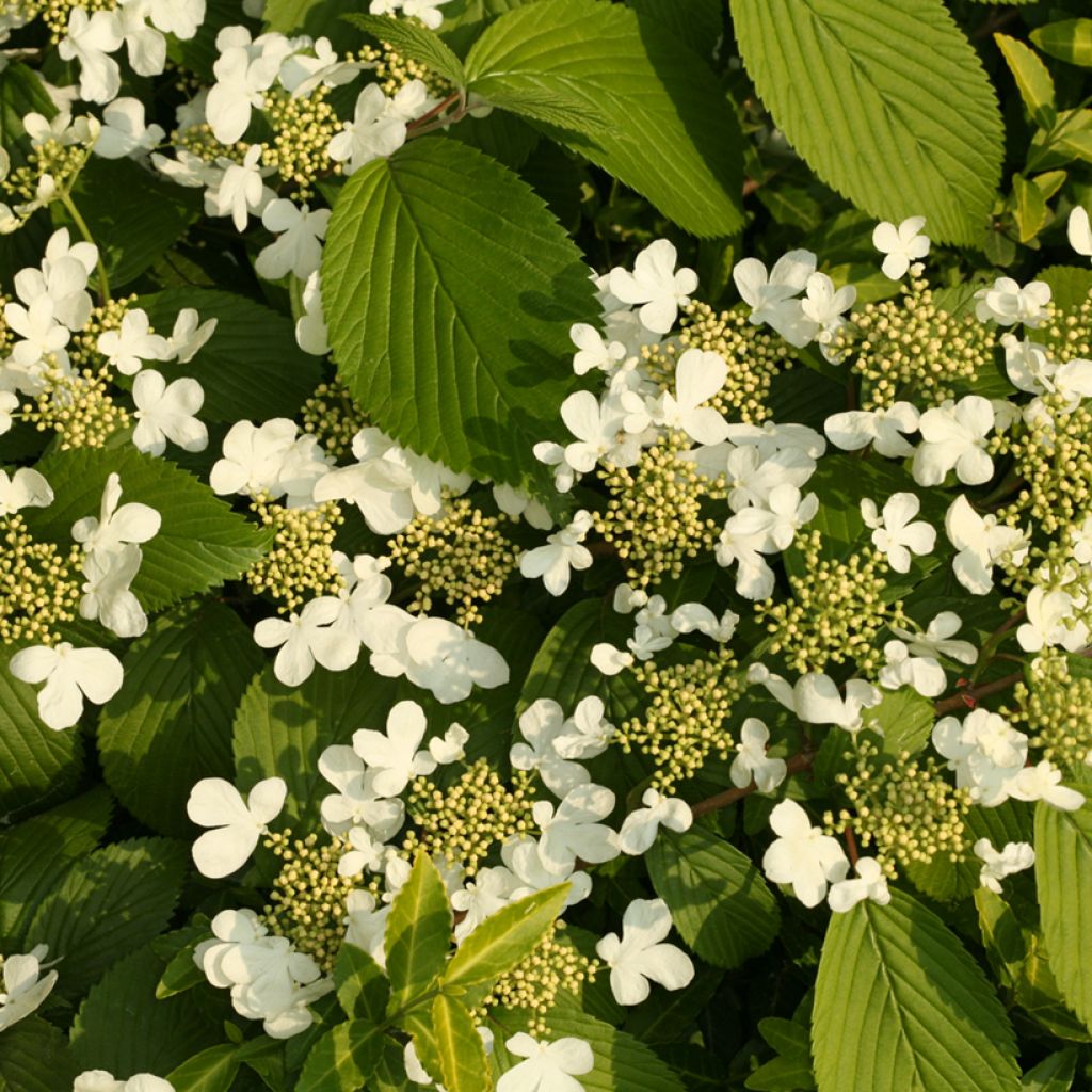 Viburnum plicatum St Keverne - Japanese Snowball