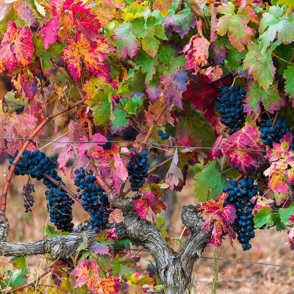 Vitis vinifera Brant - Grape vine