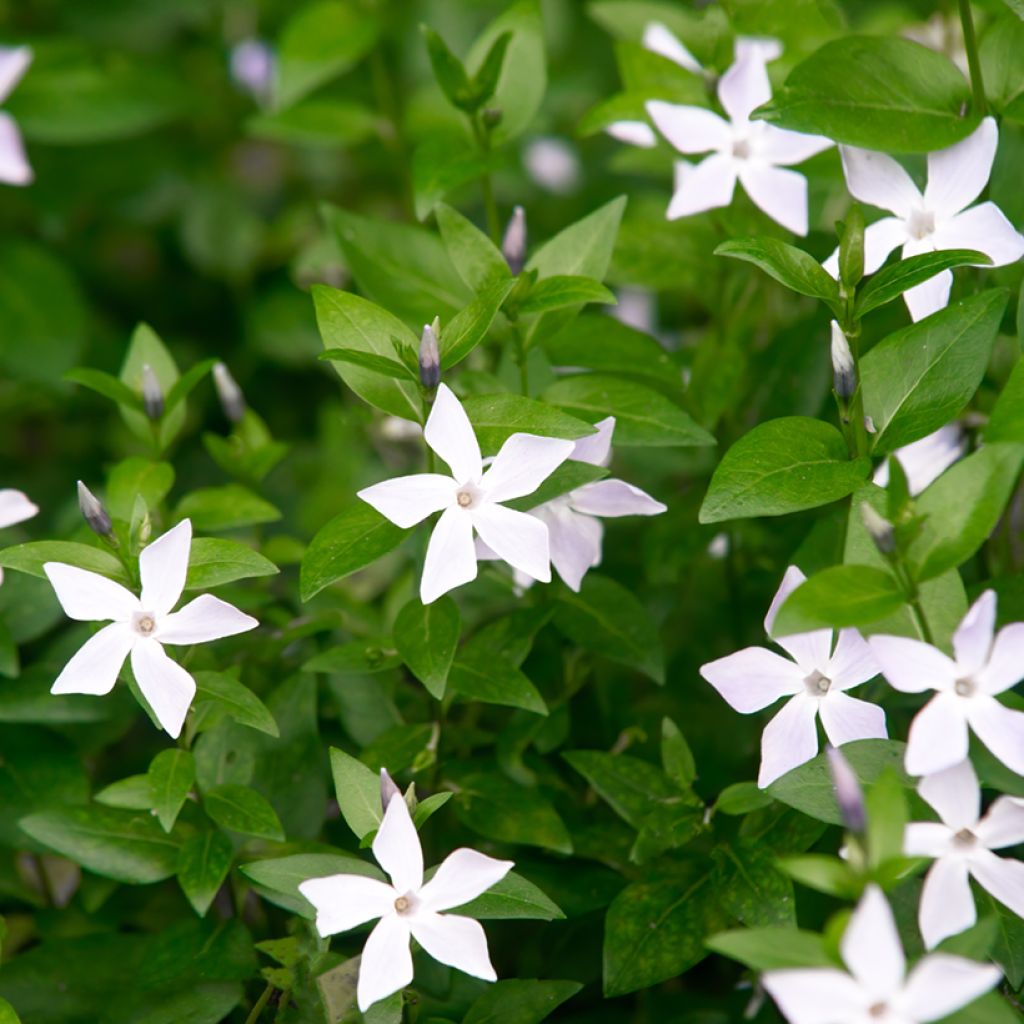 Vinca major Alba