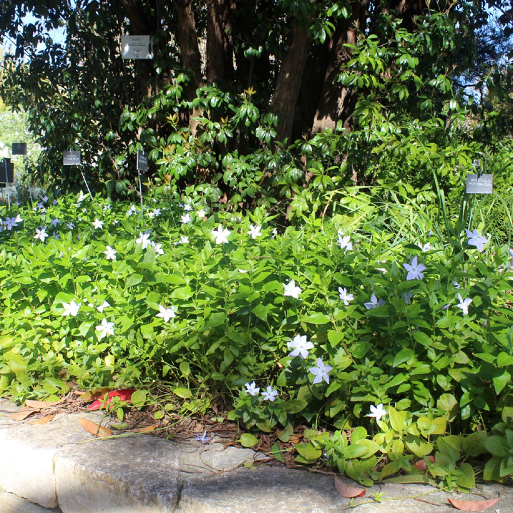 Vinca major 