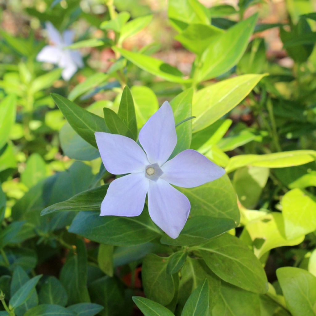 Vinca major 