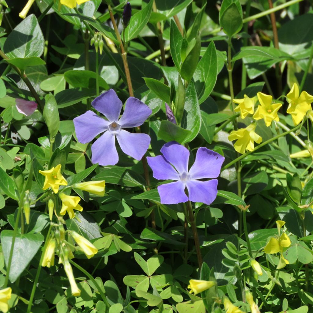 Vinca major 