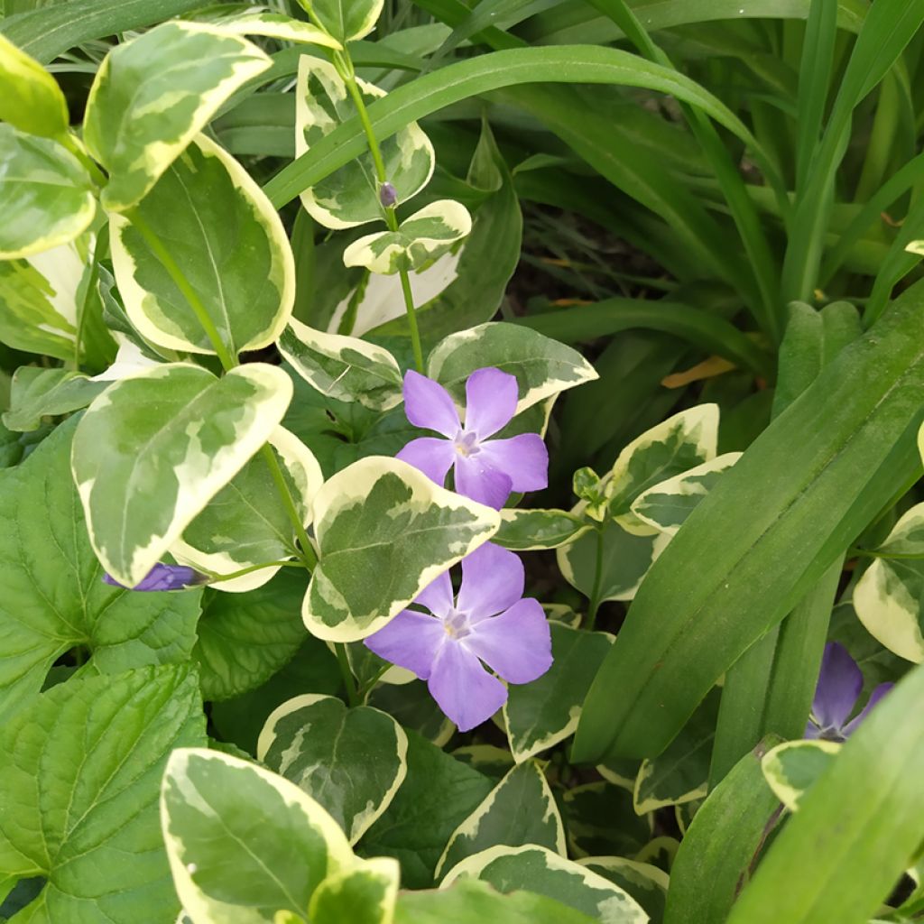 Vinca major Variegata