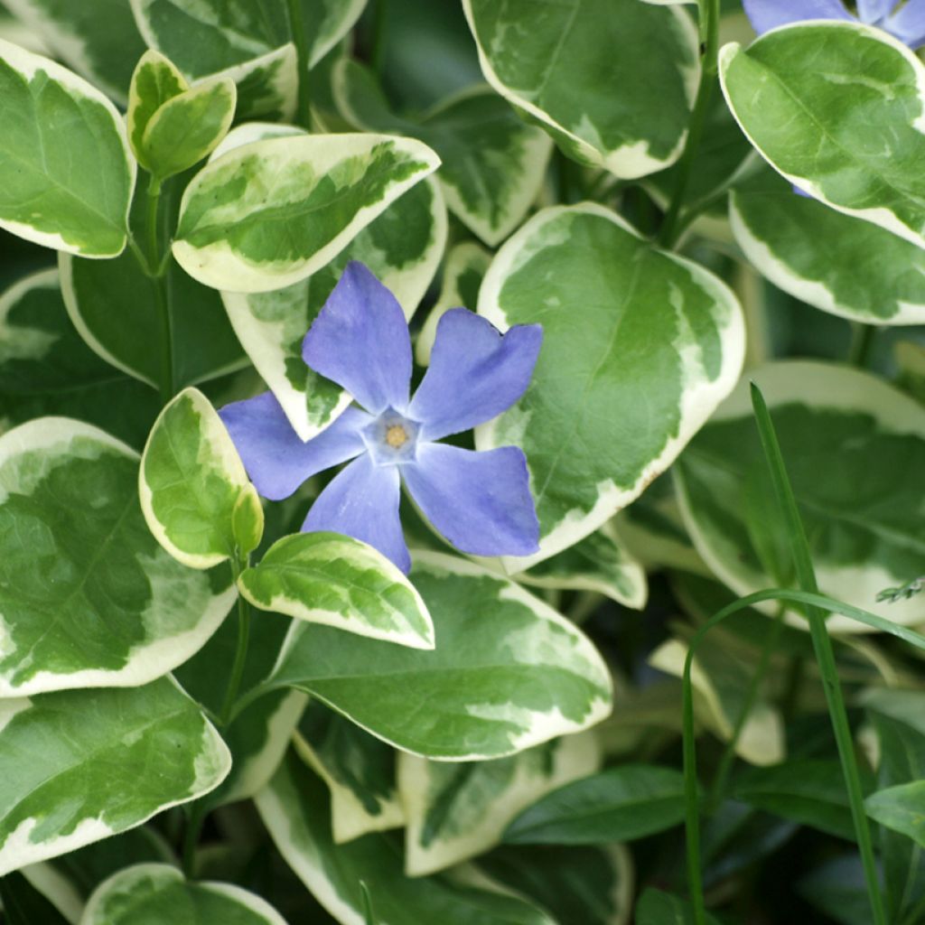 Vinca major Variegata