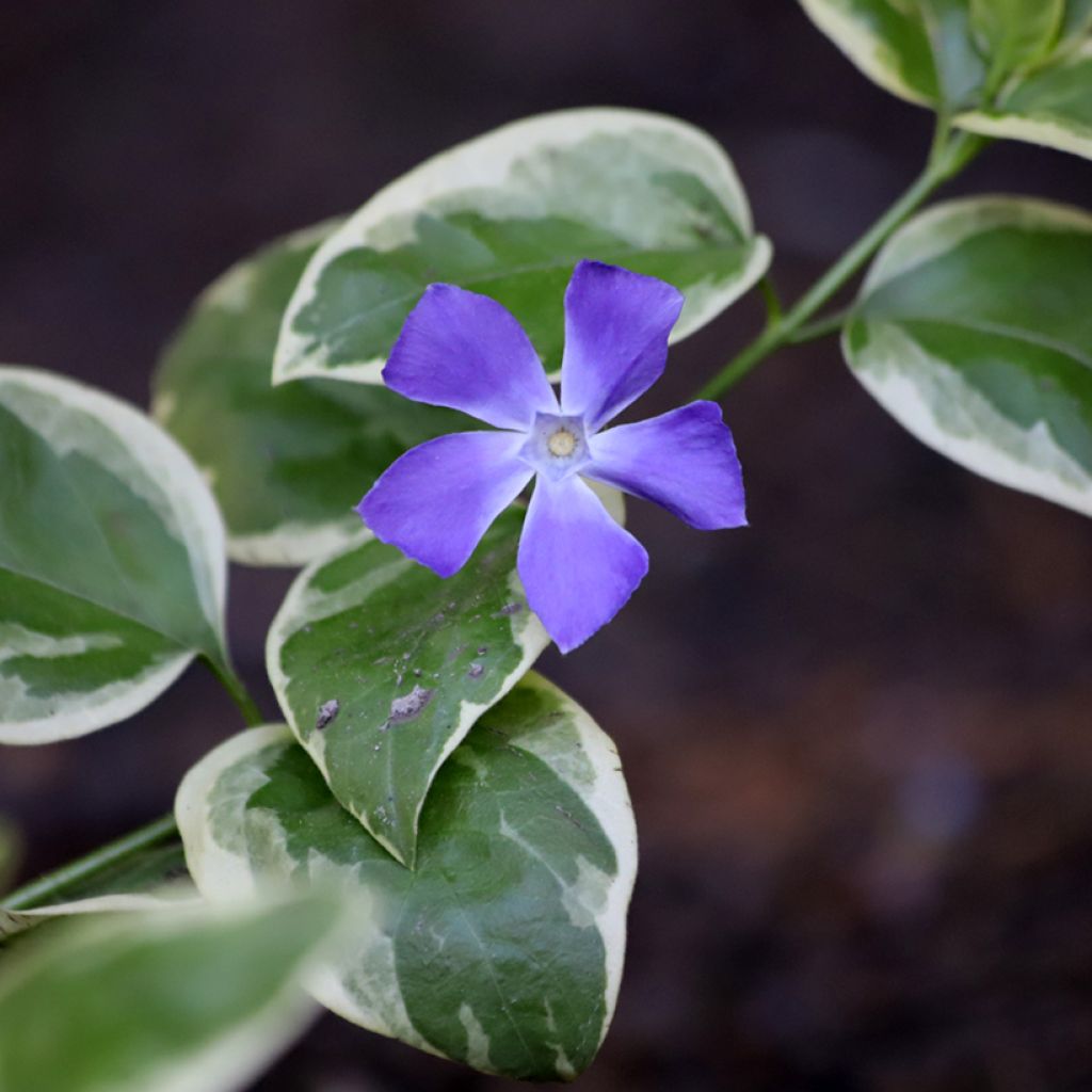 Vinca minor Argenteovariegata