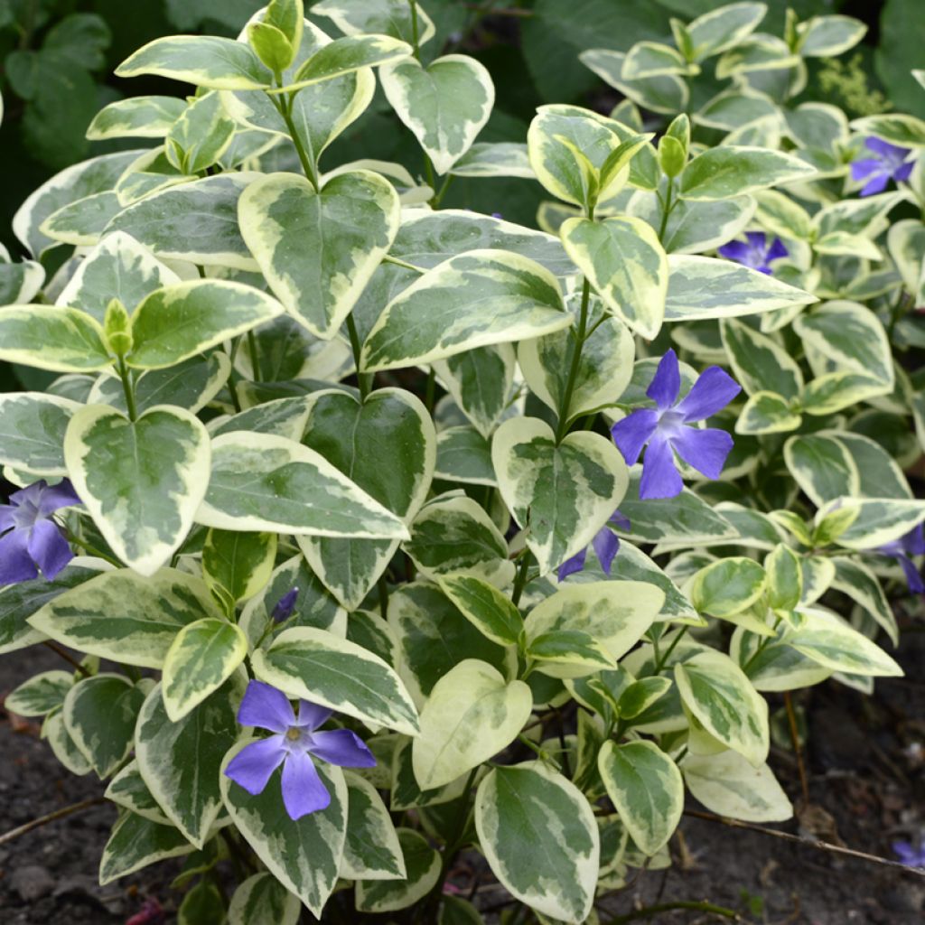 Vinca minor Argenteovariegata