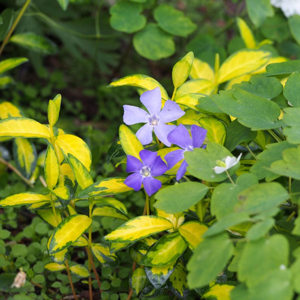 Vinca minor Illumination