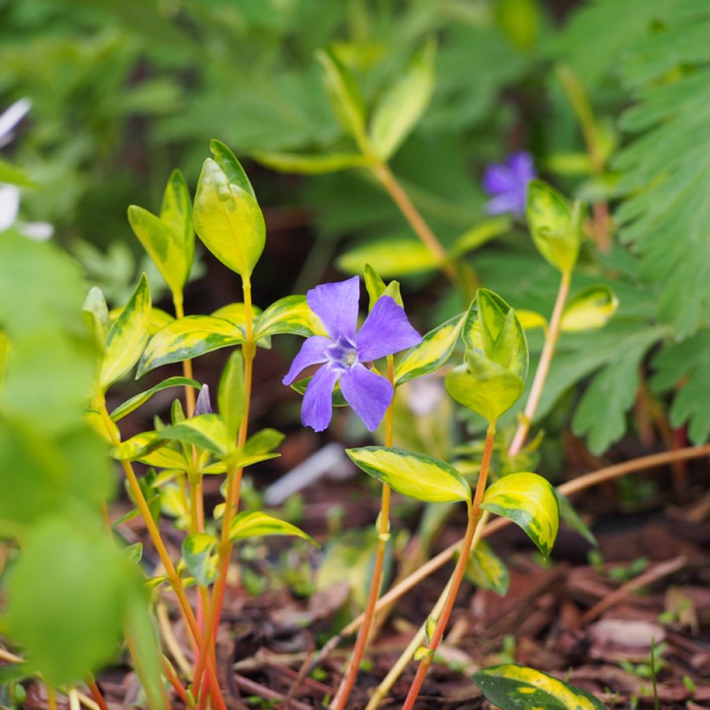 Vinca minor Illumination