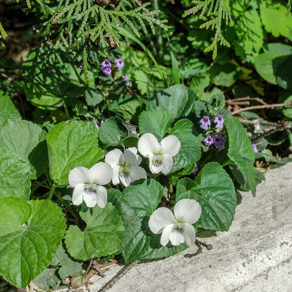 Viola odorata Alba