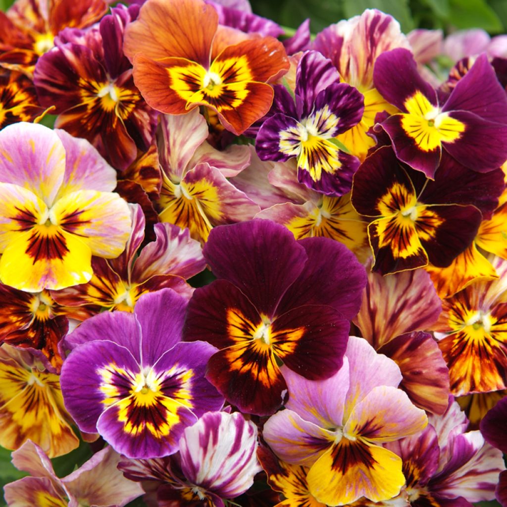 Viola Brush Strokes - Pansy