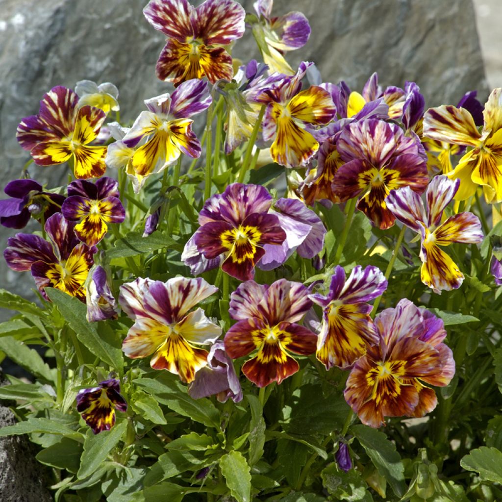 Viola Brush Strokes - Pansy