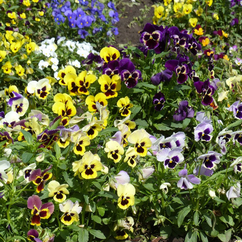 Viola Mix - Swiss Garden Pansy Seeds Seeds