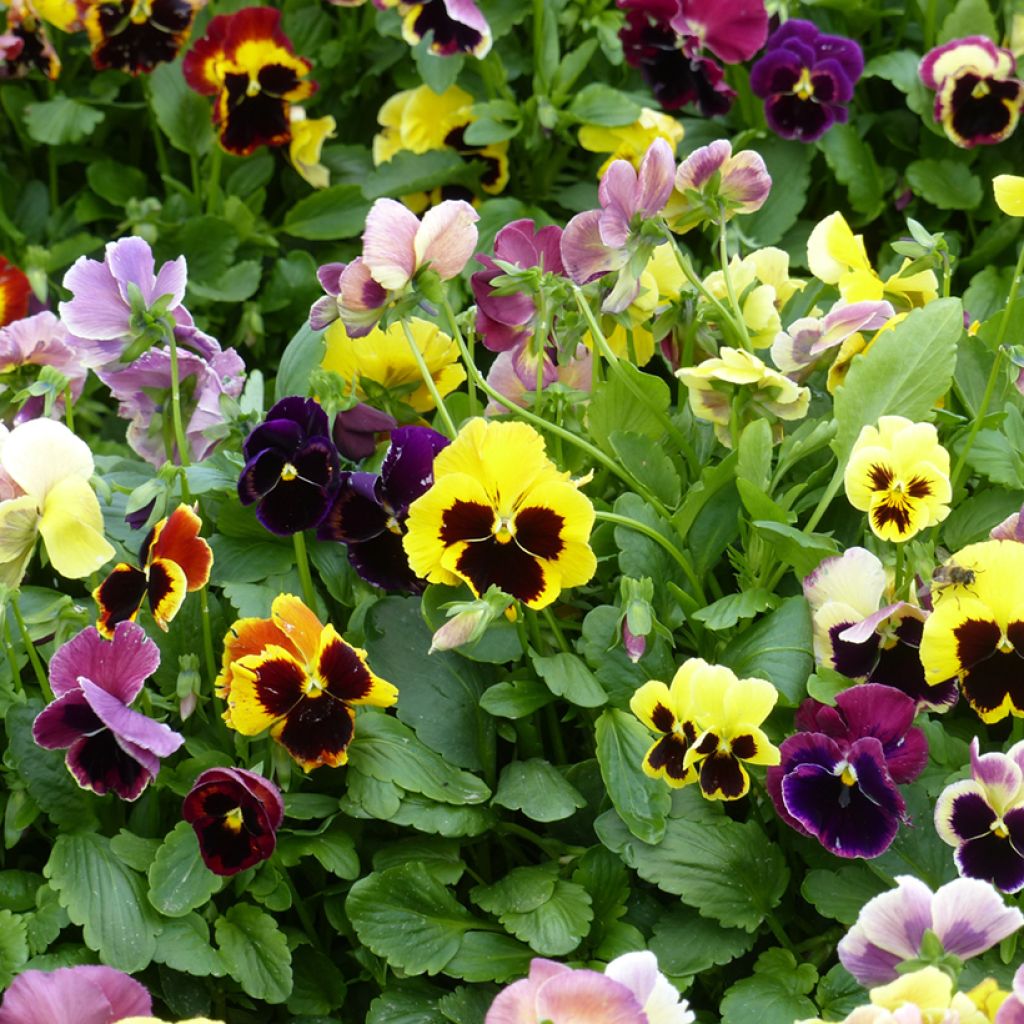 Viola Mix - Swiss Garden Pansy Seeds Seeds