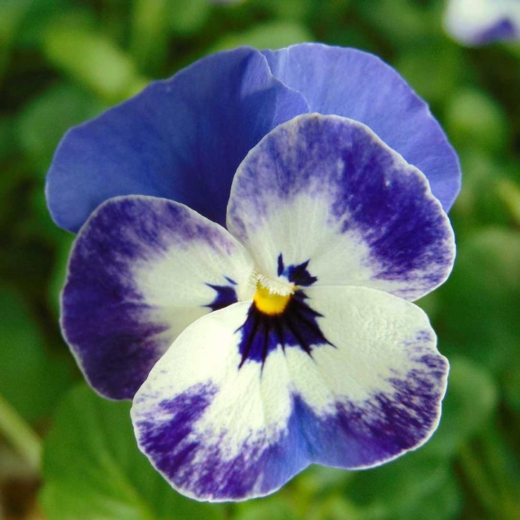 Viola cornuta Sorbet Delft Blue mini plug