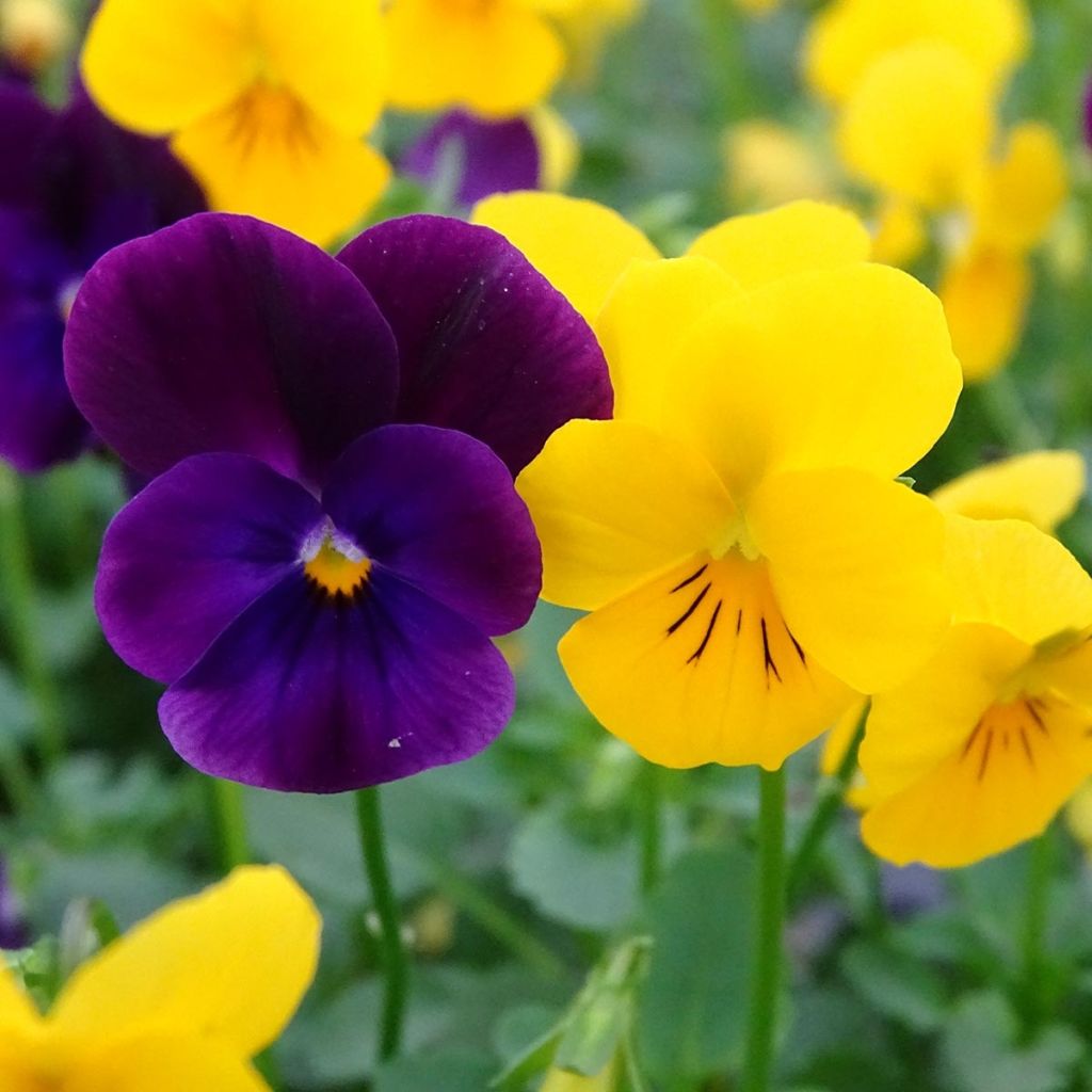 Viola cornuta Sorbet XP Harvest Mix