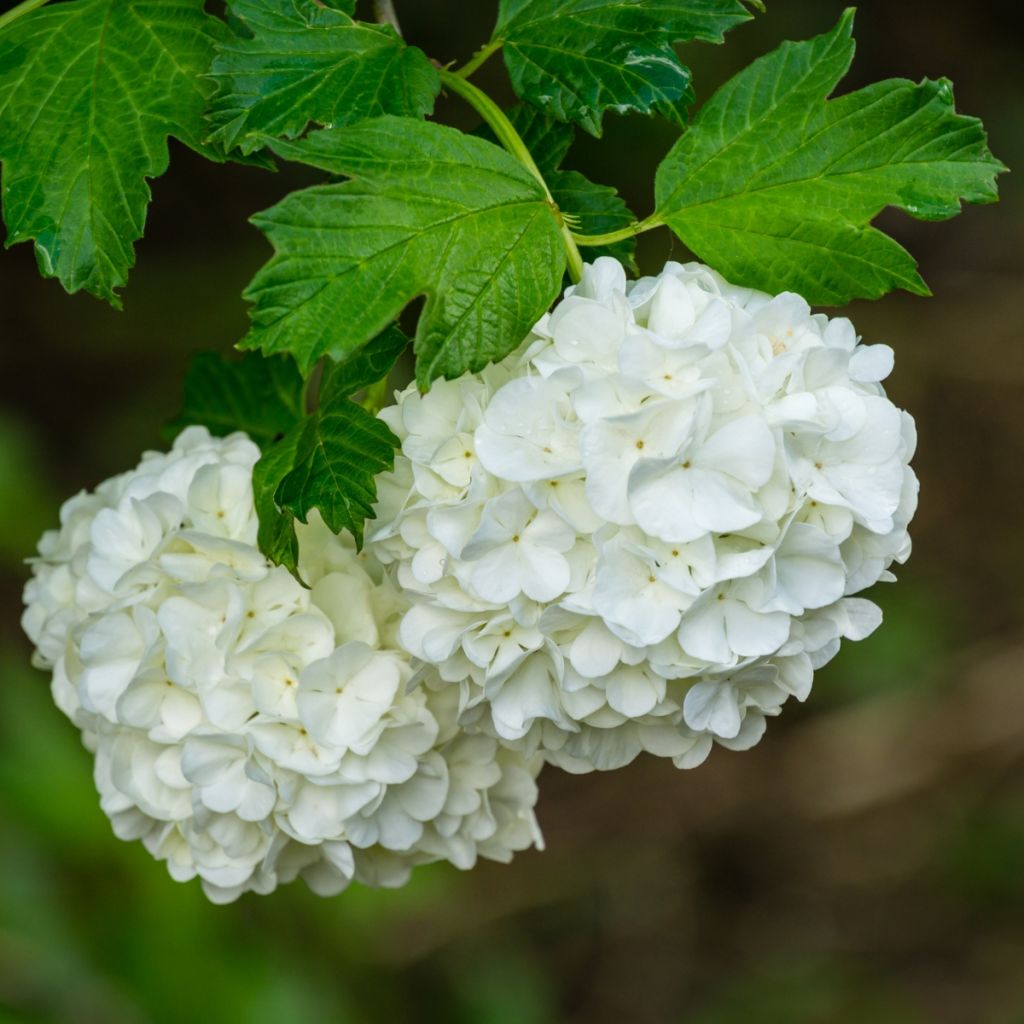 Snowball Viburnum - Viburnum opulus Roseum