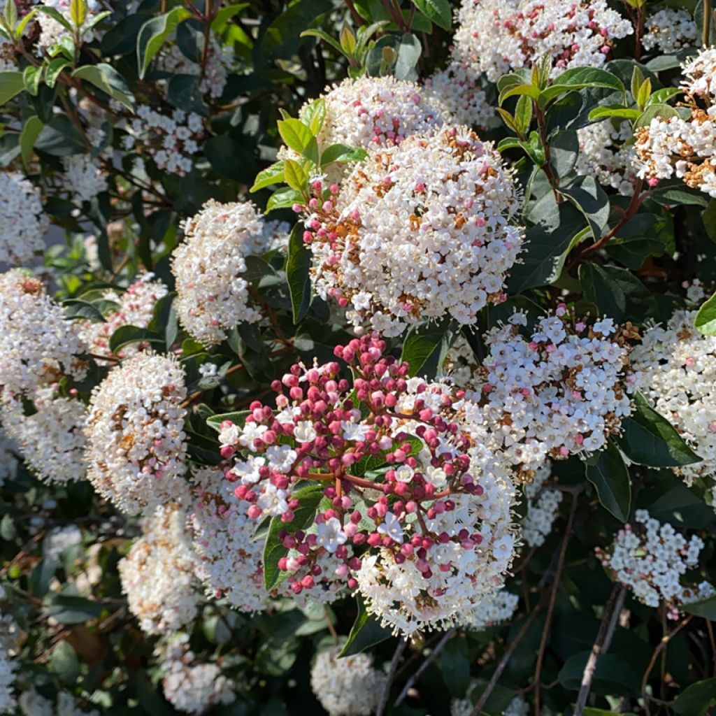 Viburnum tinus - Laurustinus