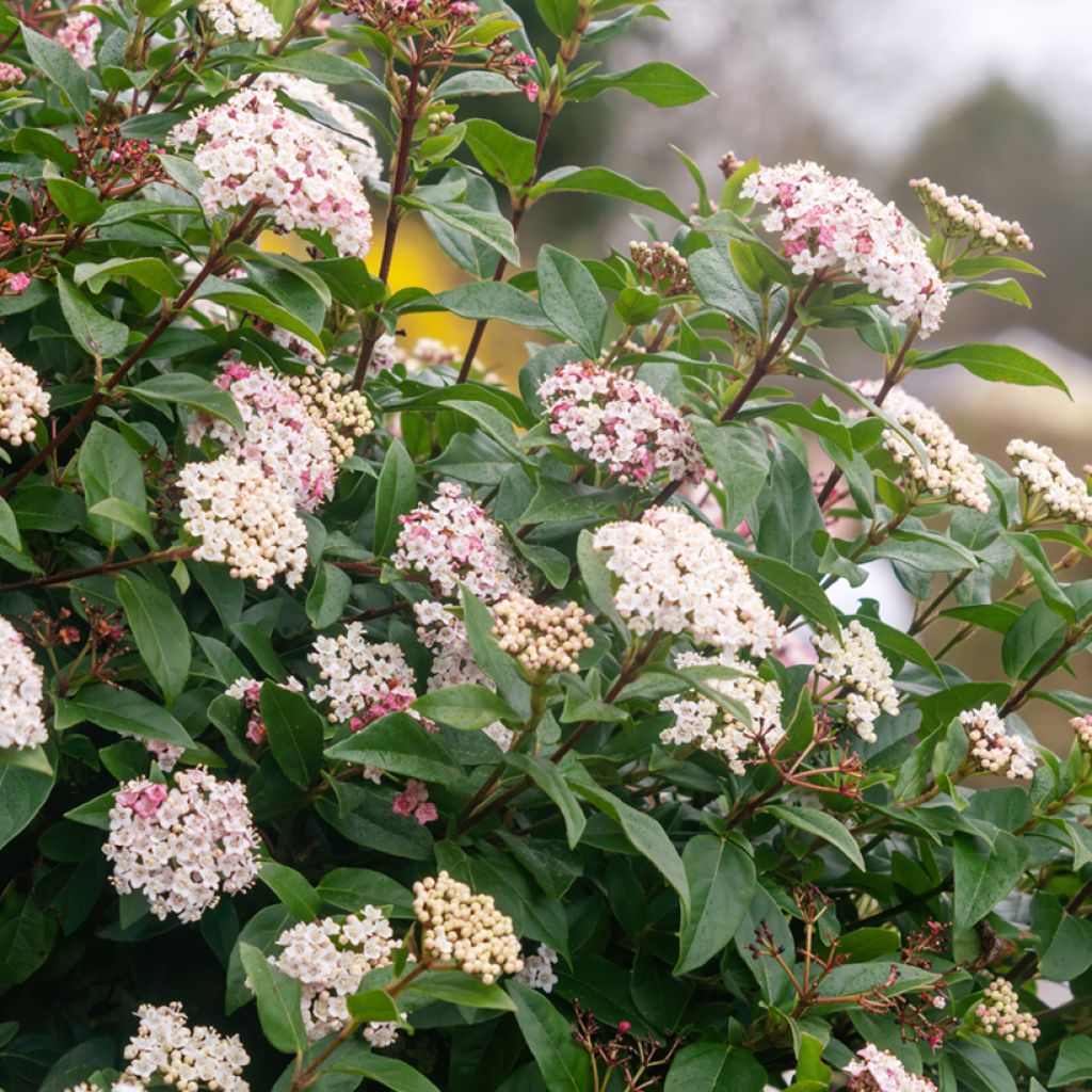 Viburnum tinus - Laurustinus