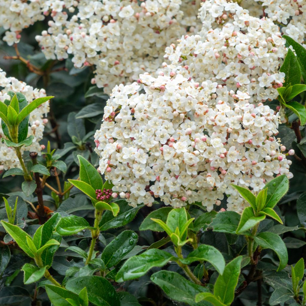 Viburnum tinus - Laurustinus