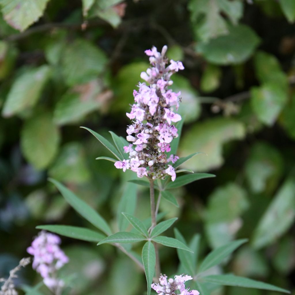 Vitex agnus-castus Pink Pinnacle - Chaste Tree