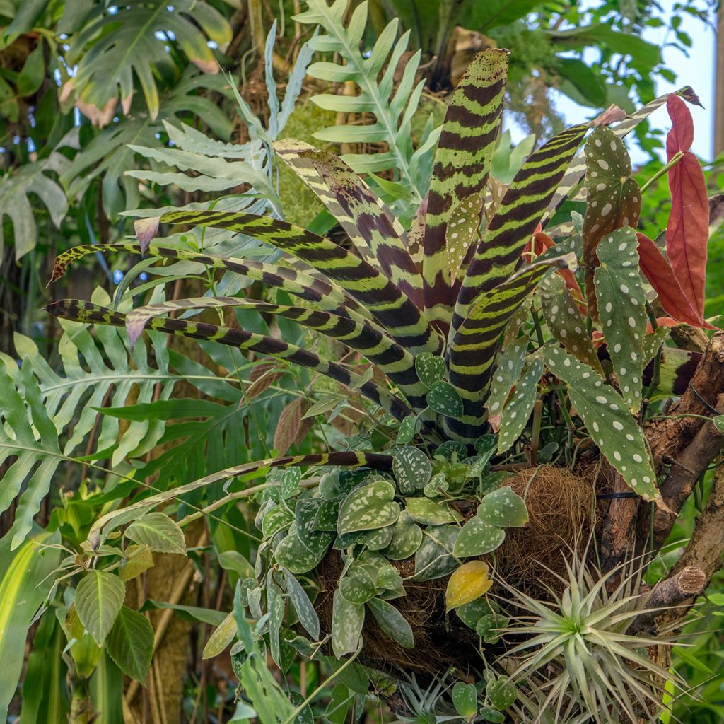 Vriesea Splendide - - Flaming sword plant