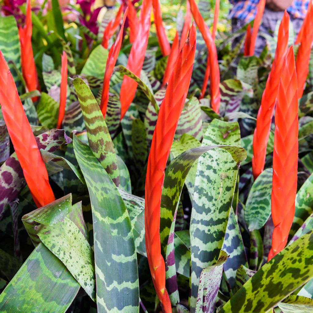Vriesea Splendide - - Flaming sword plant