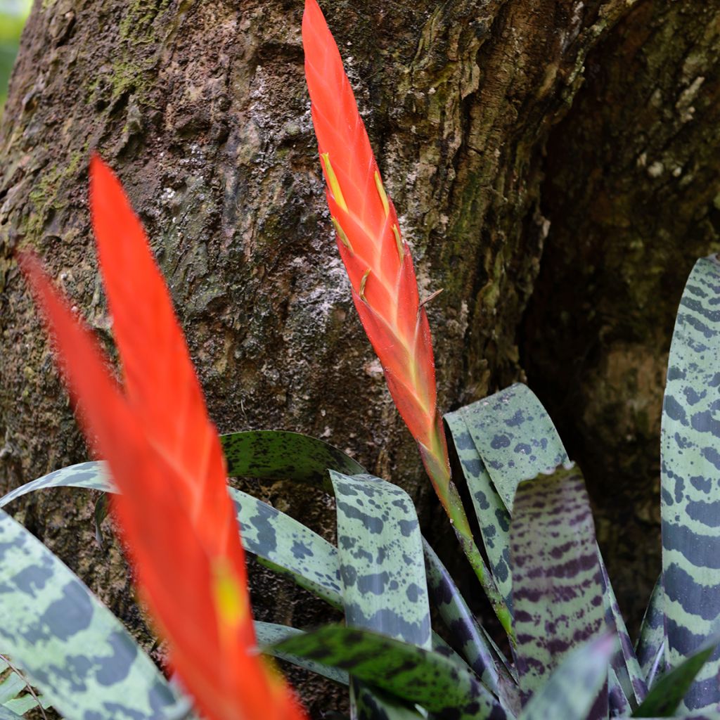 Vriesea Splendide - - Flaming sword plant