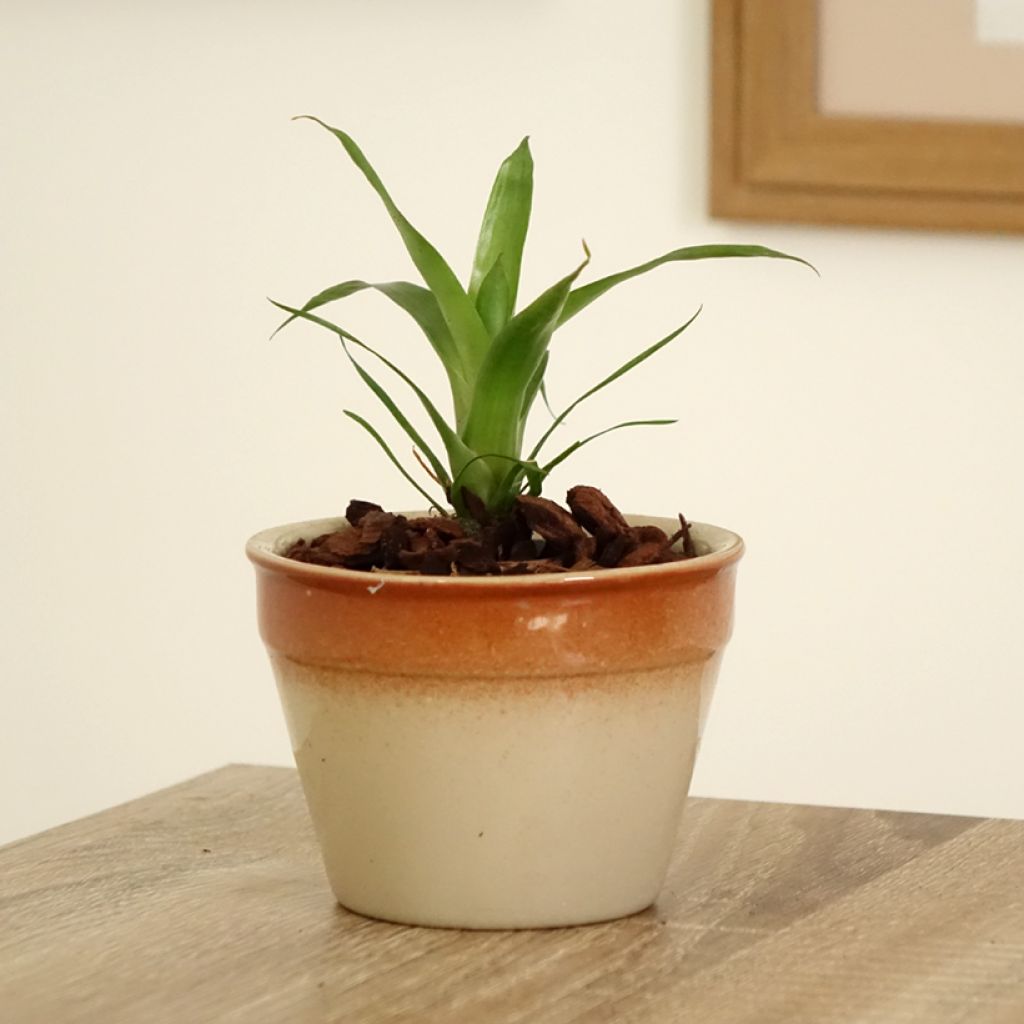 Vriesea Delphinius - Flaming sword plant