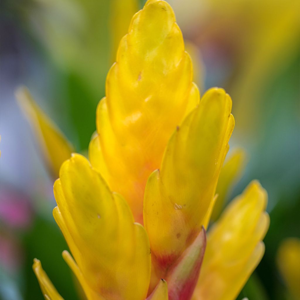 Vriesea Delphinius - Flaming sword plant