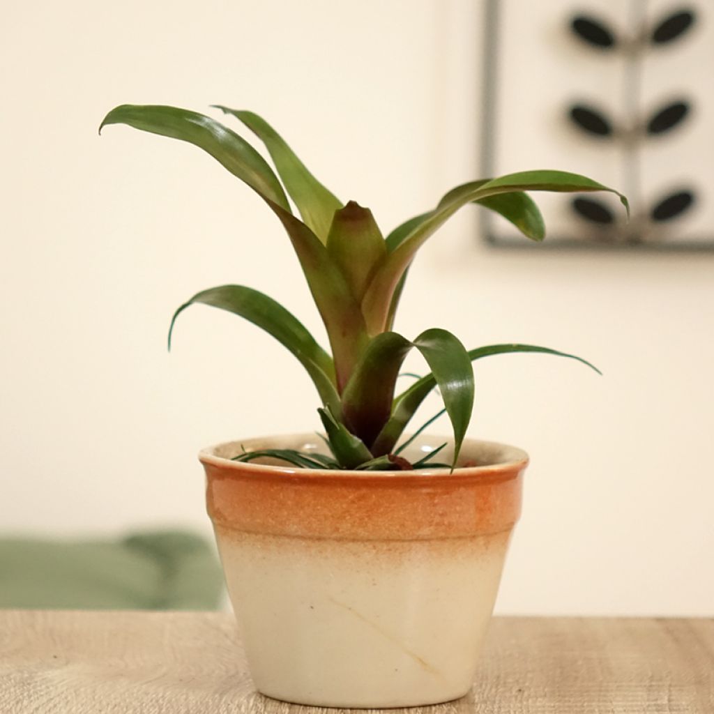 Vriesea Ida - Flaming sword plant