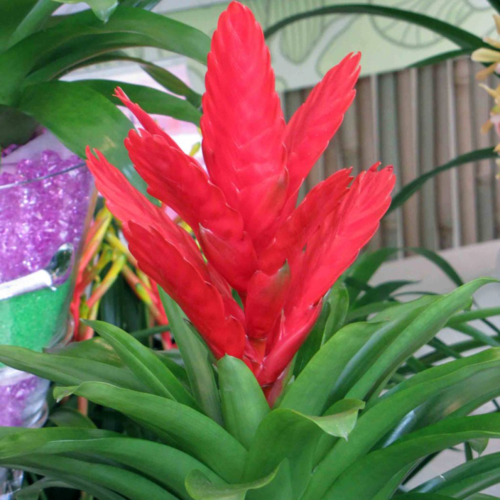Vriesea Kallisto - Flaming sword plant