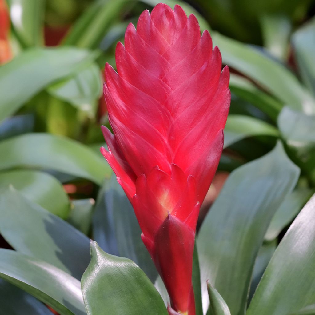 Vriesea Kallisto - Flaming sword plant