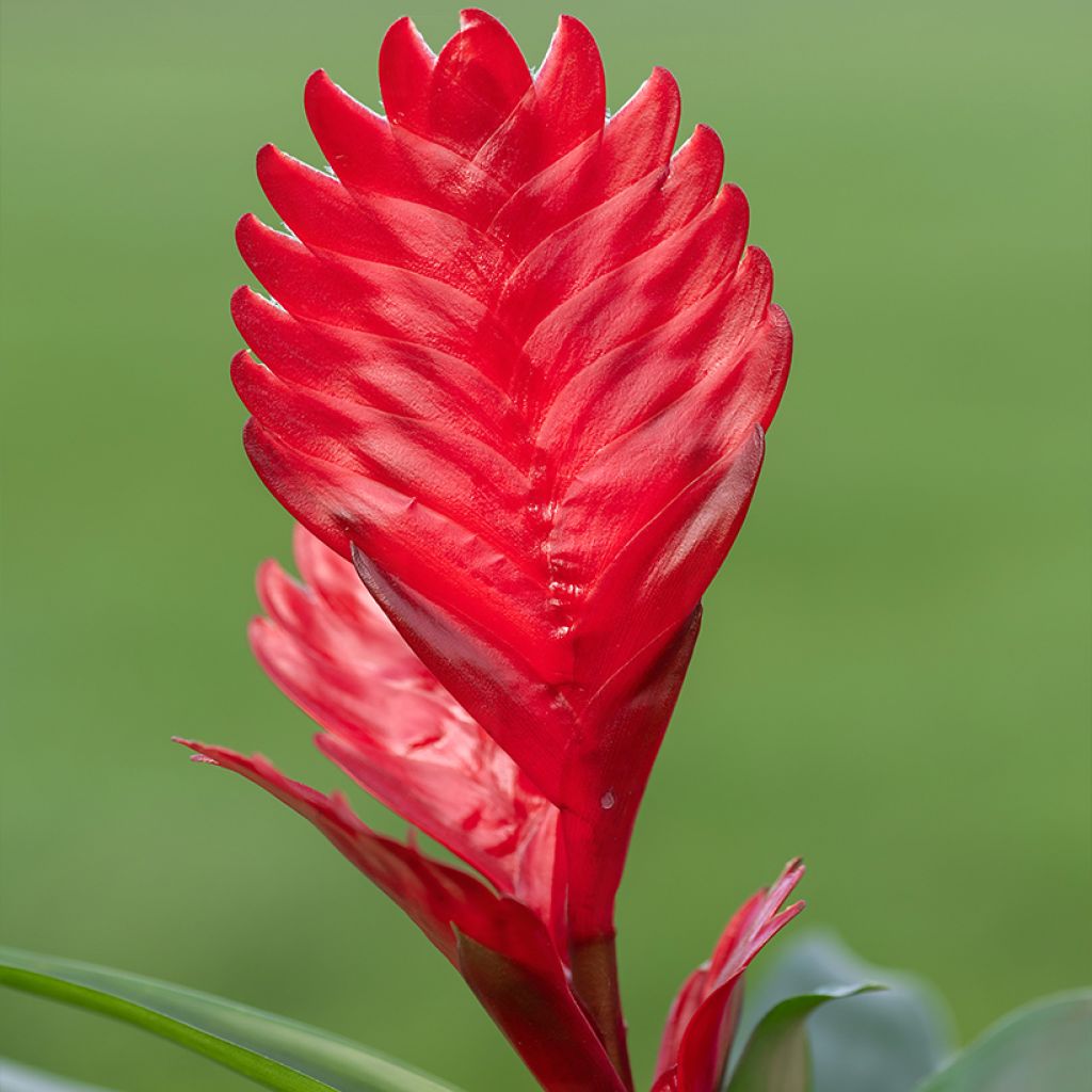Vriesea Kallisto - Flaming sword plant