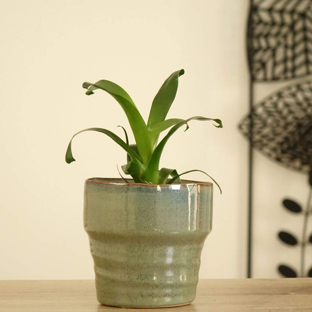 Vriesea Vogue - Flaming sword plant