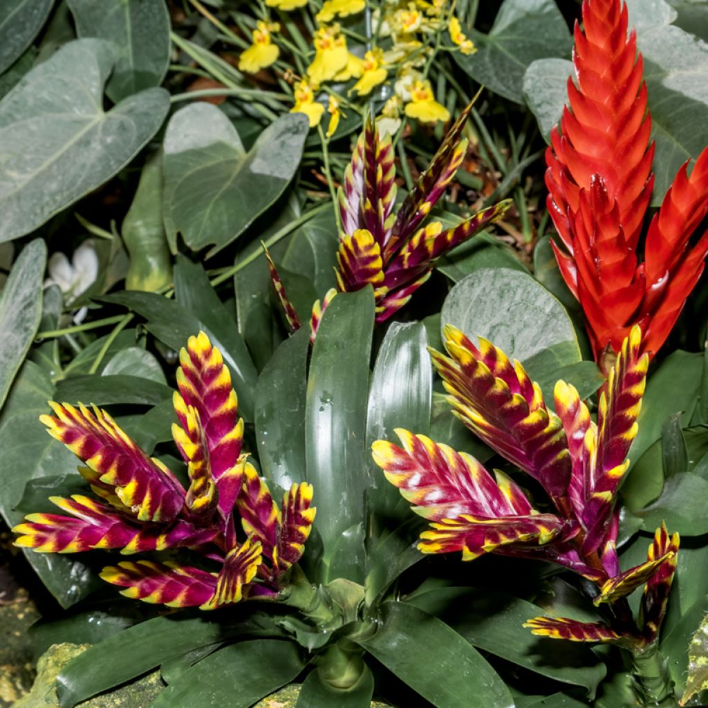Vriesea Vogue - Flaming sword plant