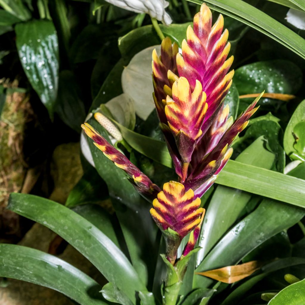 Vriesea Vogue - Flaming sword plant
